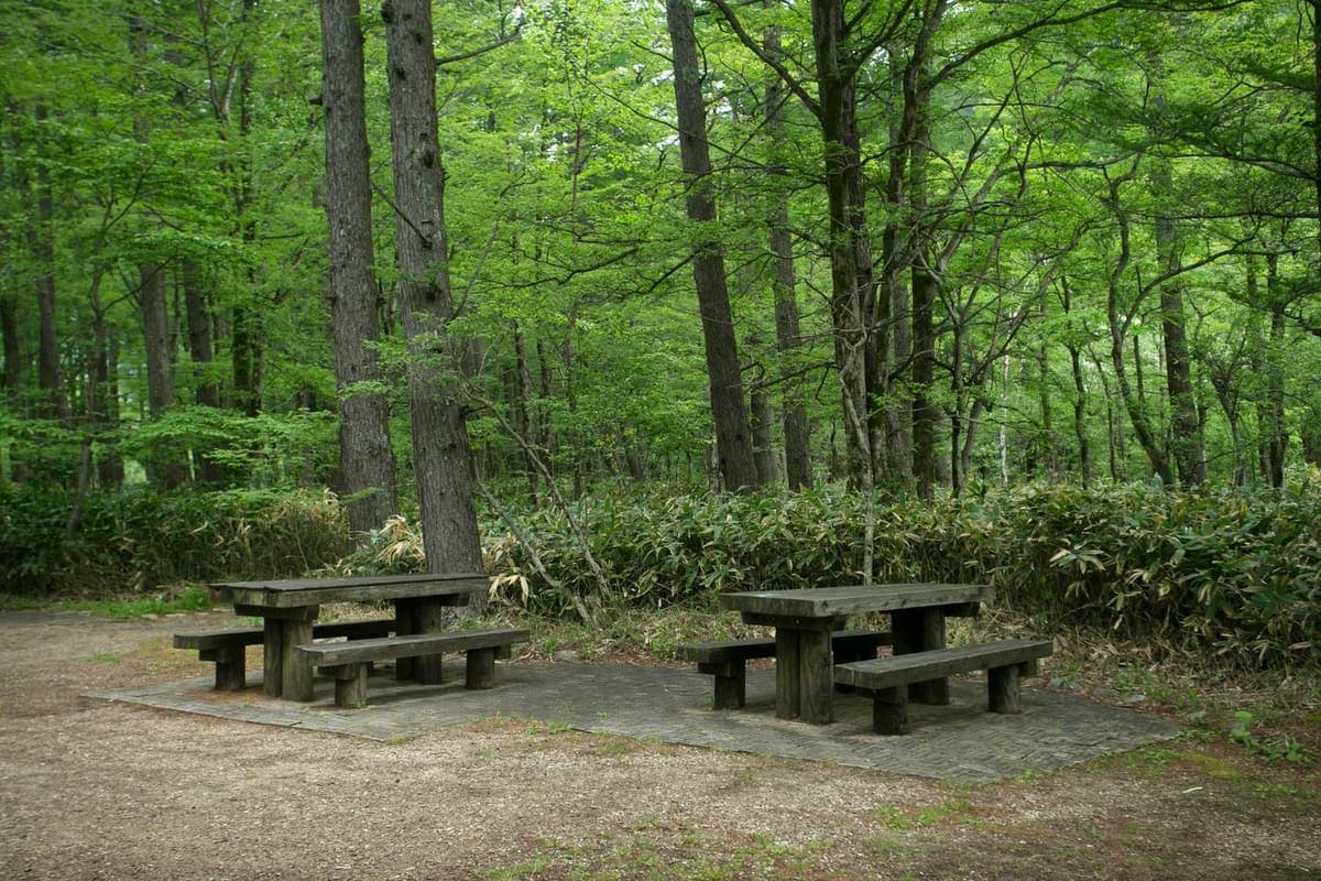 Tables de pique-nique en bois sur une aire boisée