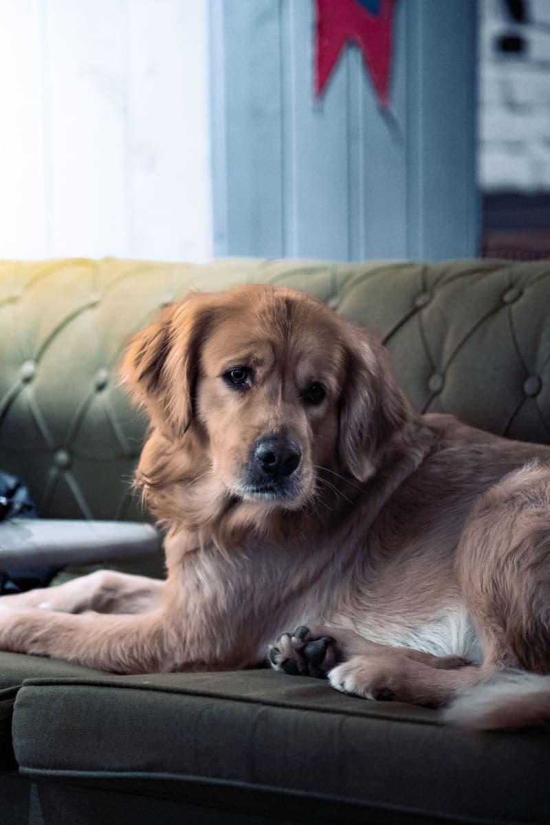 Chien installé sur un canapé en velours